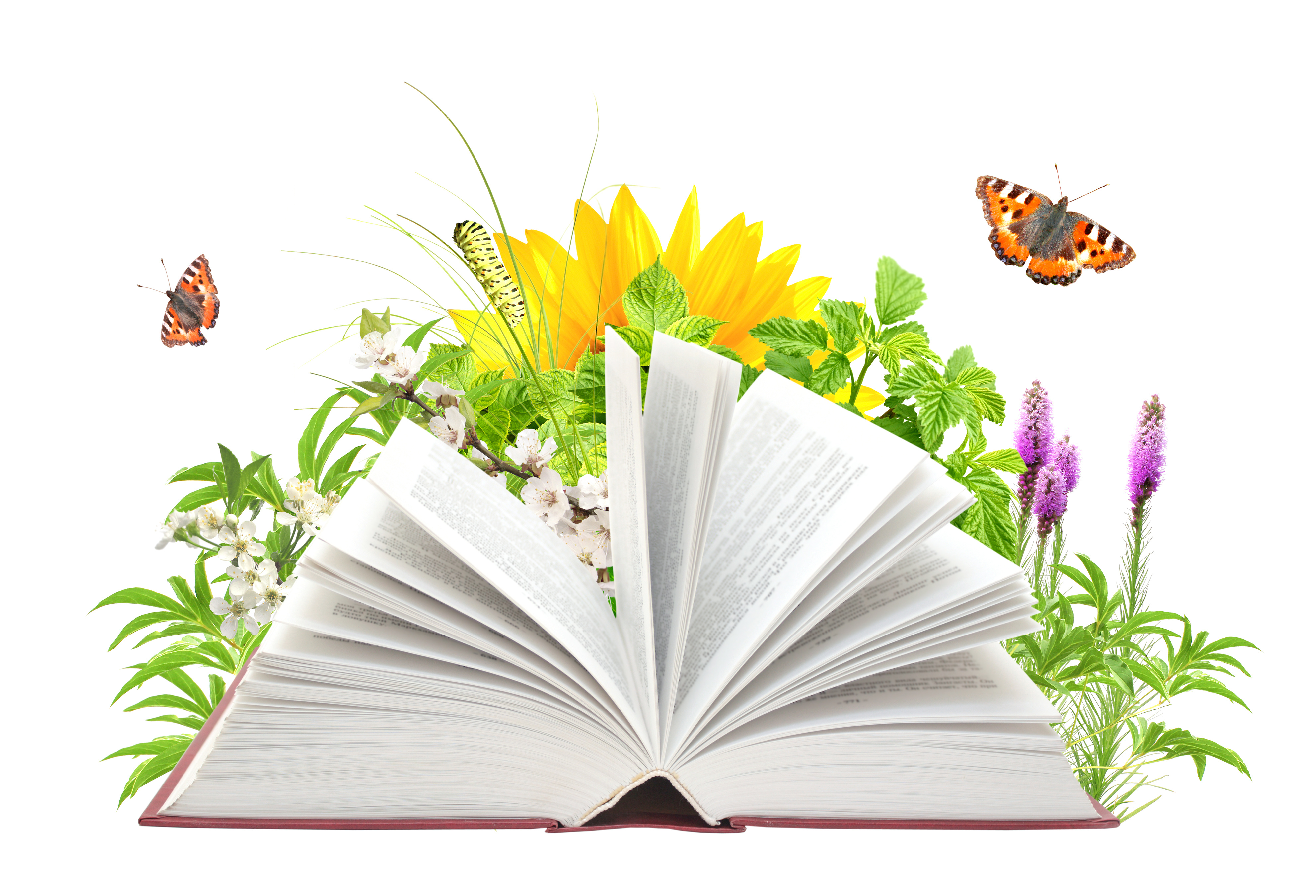 Растения читатели. Лето с книгой. День экологических знаний. Летнее чтение. Неделя русского языка.